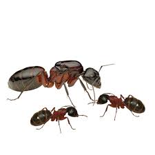 Attēlu rezultāti vaicājumam “Camponotus herculeanus”