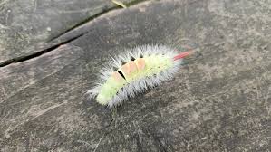 Attēlu rezultāti vaicājumam “Calliteara pudibunda”