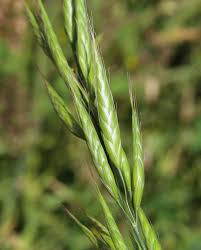Attēlu rezultāti vaicājumam “Bromus hordeaceus subsp. hordaceus”