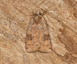 Attēlu rezultāti vaicājumam “Xestia baja”