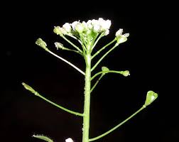 Attēlu rezultāti vaicājumam “Capsella bursa-pastoris bud”