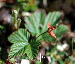 Attēlu rezultāti vaicājumam “Rubus chamaemorus leaf”