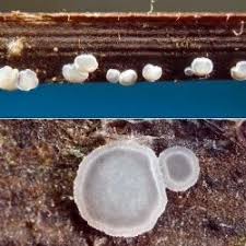 Attēlu rezultāti vaicājumam “Mollisia amenticola”