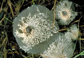 Attēlu rezultāti vaicājumam “Coprinus sp.”