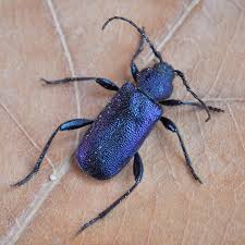 Attēlu rezultāti vaicājumam “Callidium violaceum”