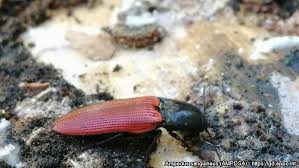 Attēlu rezultāti vaicājumam “Ampedus sanguineus”