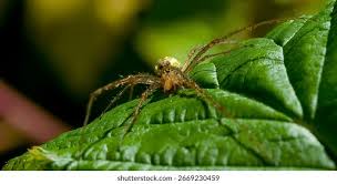 Attēlu rezultāti vaicājumam “Pisauridae”