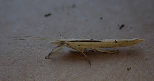 Attēlu rezultāti vaicājumam “Mucronella”