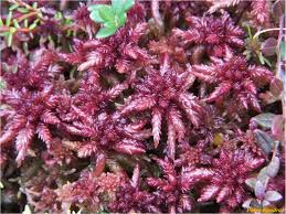 Attēlu rezultāti vaicājumam “Sphagnum warnstorfii”