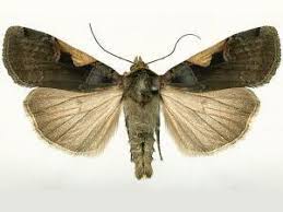 Attēlu rezultāti vaicājumam “Xestia c-nigrum”