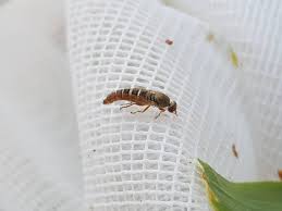 Attēlu rezultāti vaicājumam “Therevidae larva”