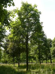 Attēlu rezultāti vaicājumam “Acer pseudoplatanus”