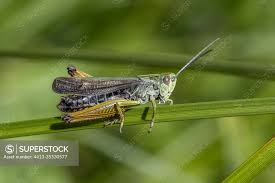 Attēlu rezultāti vaicājumam “Omocestus viridulus”