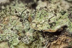 Attēlu rezultāti vaicājumam “Chaenotheca stemonea”