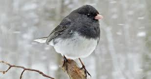 Image result for Junco hyemalis