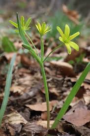 Attēlu rezultāti vaicājumam “Gagea lutea leaf”