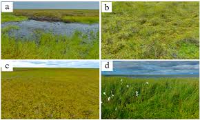 Attēlu rezultāti vaicājumam “Hamatocaulis lapponicus”