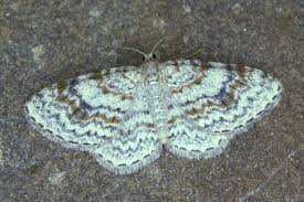 Attēlu rezultāti vaicājumam “Hydrelia sylvata”