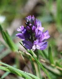 Attēlu rezultāti vaicājumam “Polygalaceae”