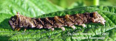 Attēlu rezultāti vaicājumam “Thyatira batis imago”