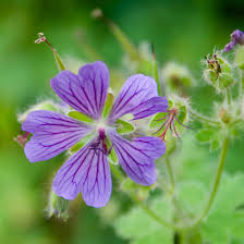 Image result for Geranium `Purple Haze`