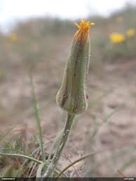 Attēlu rezultāti vaicājumam “Tragopogon heterospermus bud”