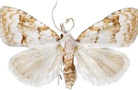 Attēlu rezultāti vaicājumam “Nola aerugula”