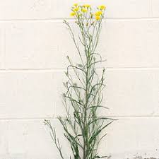 Attēlu rezultāti vaicājumam “Crepis tectorum”