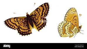 Attēlu rezultāti vaicājumam “Melitaea cinxia”