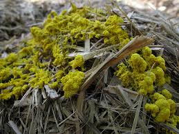 Attēlu rezultāti vaicājumam “Fuligo septica var. flava”