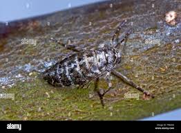 Attēlu rezultāti vaicājumam “Phigalia pilosaria”