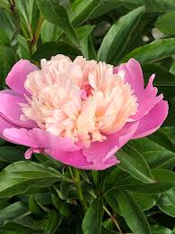 Attēlu rezultāti vaicājumam “Paeonia lactiflora flower”