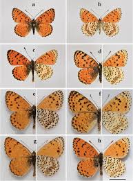 Attēlu rezultāti vaicājumam “Melitaea didyma male”