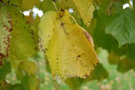 Attēlu rezultāti vaicājumam “Corylus colurna”