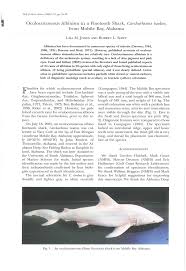 Image result for Carcharhinus isodon