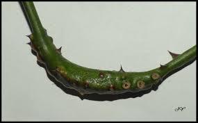 Attēlu rezultāti vaicājumam “Diastrophus rubi”