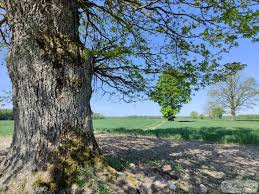 Attēlu rezultāti vaicājumam “Pertusaria flavida”