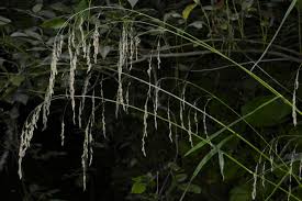 Attēlu rezultāti vaicājumam “Glyceria lithuanica”