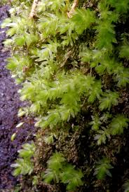 Attēlu rezultāti vaicājumam “Mnium marginatum”