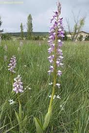 Attēlu rezultāti vaicājumam “Orchis militaris flower”