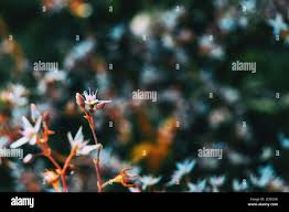 Attēlu rezultāti vaicājumam “Sedum album bud”