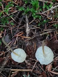 Attēlu rezultāti vaicājumam “Collybia tuberosa”