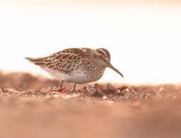 Attēlu rezultāti vaicājumam “Calidris falcinellus adult”