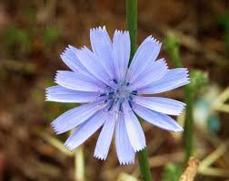 Image result for Cichorium intybus