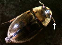 Attēlu rezultāti vaicājumam “Hydrophilidae”