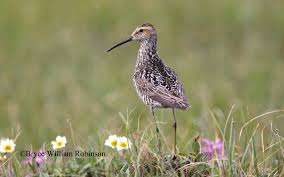 Image result for Calidris himantopus