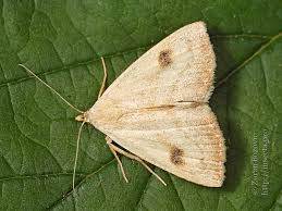 Attēlu rezultāti vaicājumam “Rivula sericealis”