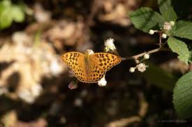 Attēlu rezultāti vaicājumam “Argynnis niobe underside”