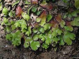 Attēlu rezultāti vaicājumam “Reboulia hemisphaerica”