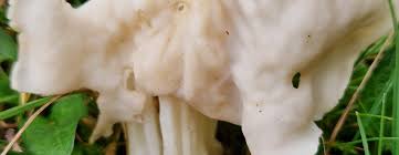 Attēlu rezultāti vaicājumam “Helvella atra”